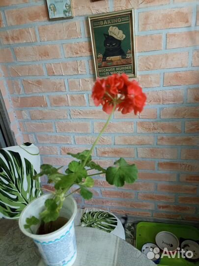 Герань пеларгония