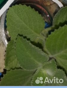 Продам цветы комнатные