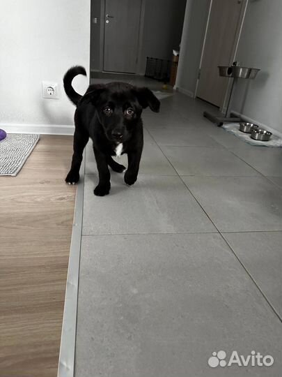 Щенок в добрые руки