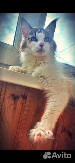 Кошка мейн-кун