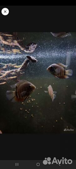 Рыбы Северум