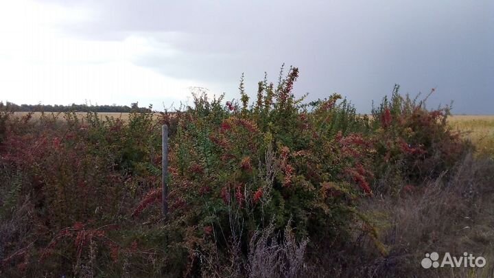 Кустарник декоративный Барбариса