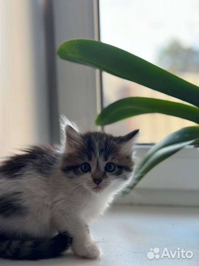 Кошки в добрые руки бесплатно
