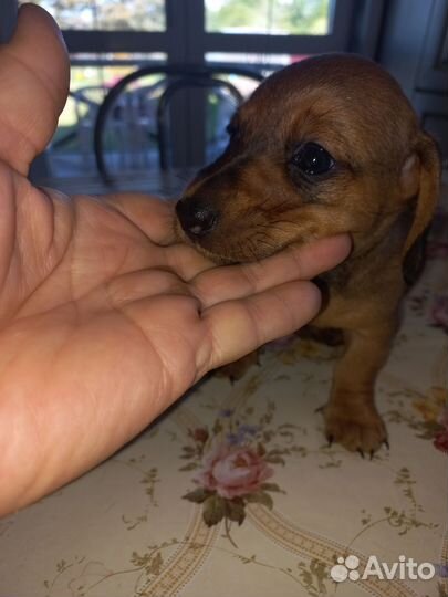 Мальчик.Карликовая такса