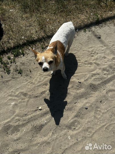 Собака потеряшка