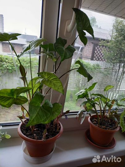 Комнатные растения