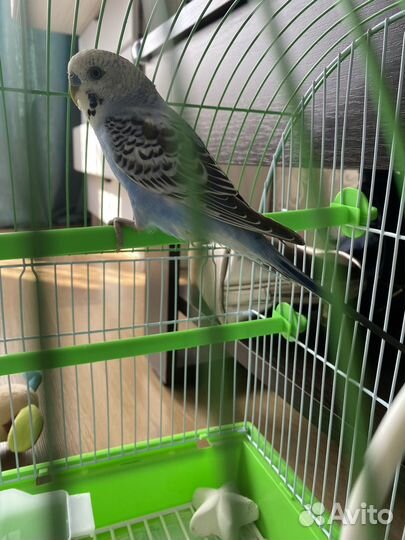 Волнистый попугай