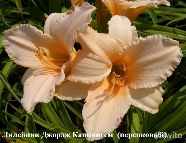 Лилейники сортовые в ассортименте