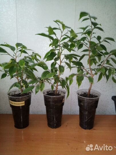 Фикус Бенджамина