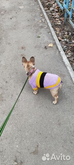 Одежда для собак