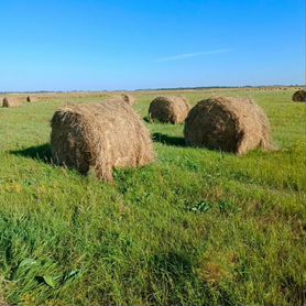 Продам сено в рулонах