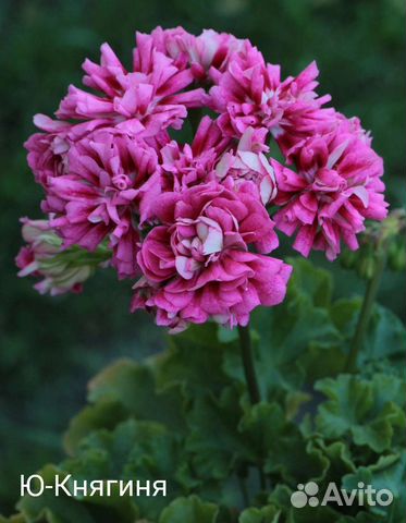 Пеларгонии сортовые, герань купить в Екатеринбурге | Товары для дома и ...