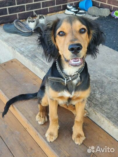 Дрессировка собак