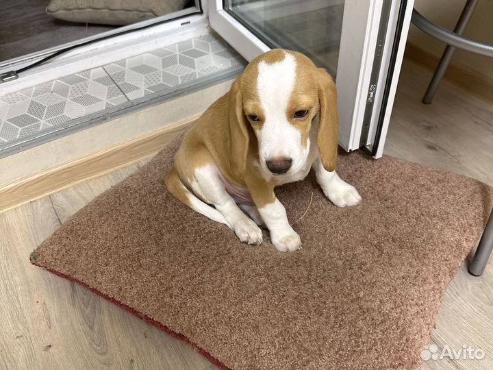 Щенок бигль