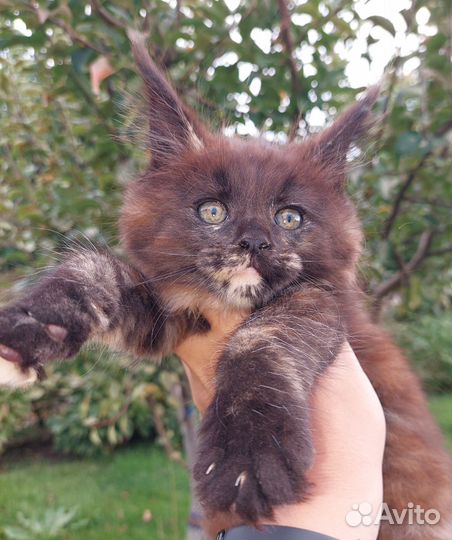 Мейн-кун девочка