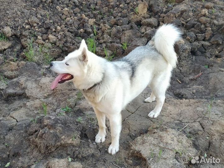 Щенки аляскинского маламута