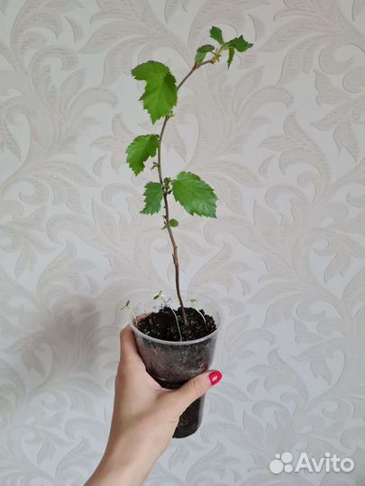 Орешник лещина (лесной орех) саженцы