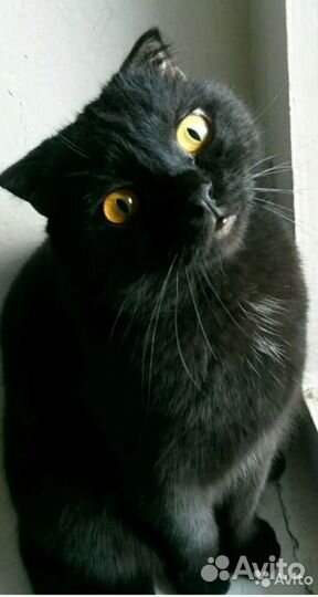 Передержка животных) Кастрация, стерилизация жив-х