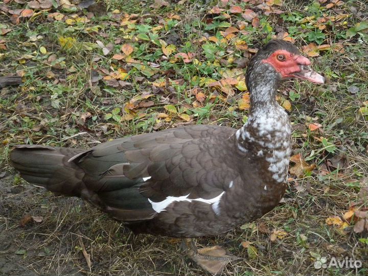 Мускусные утки (Индоутки)