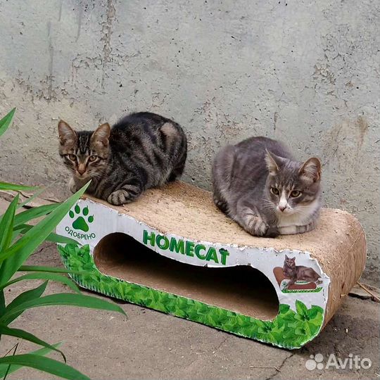 Лучано и Повороти в поисках семьи