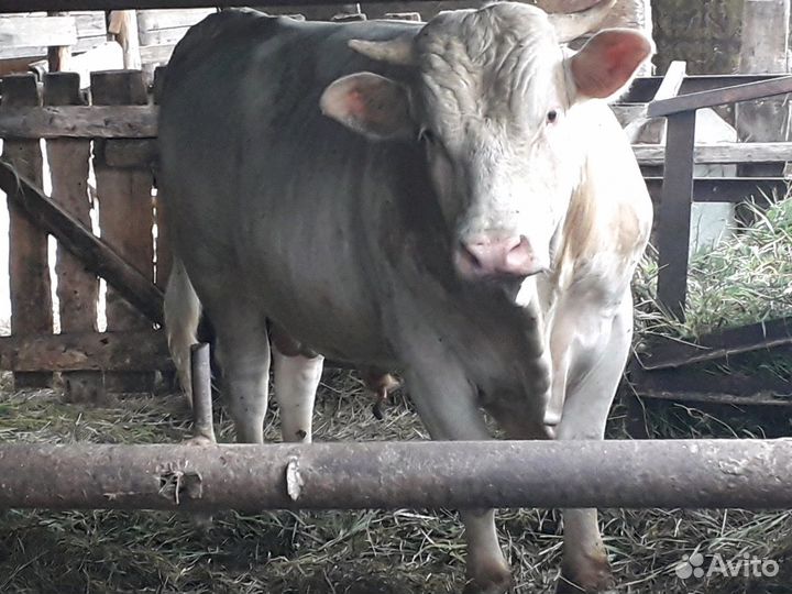 Быки-производители. Симментал Чистопордный