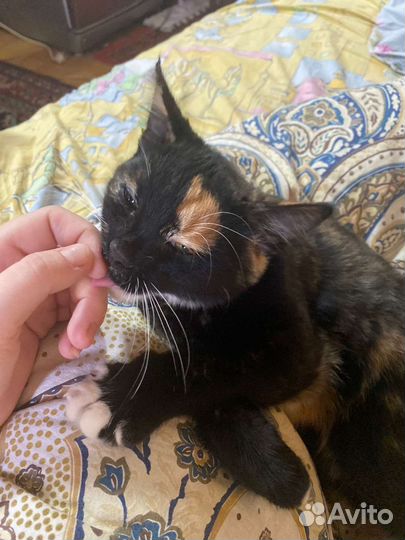 Отдам в добрые руки ласковую кошечку