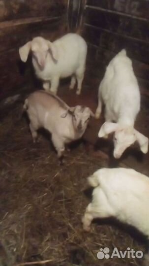 Козочки Коза