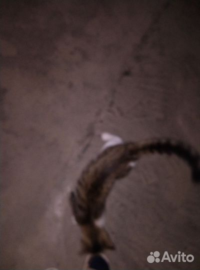 Кошка в дар