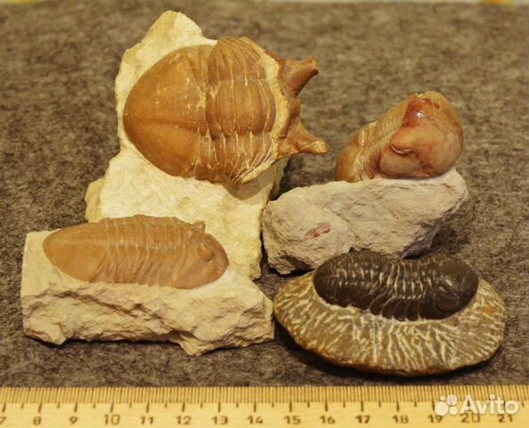 Трилобиты (разные виды)