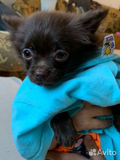 Девочка от Чихуахуа и шпица