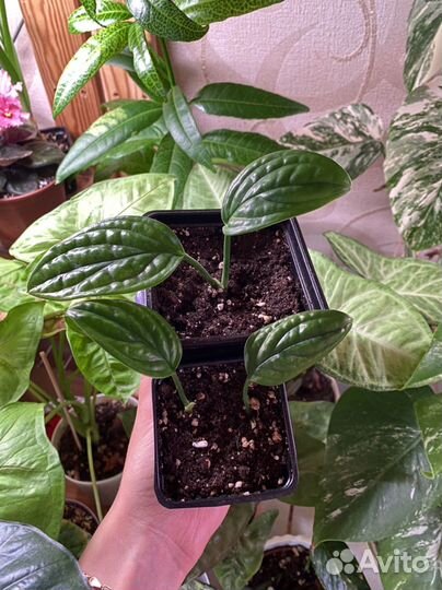 Алоказия полли,юкатан, монстера, суккуленты