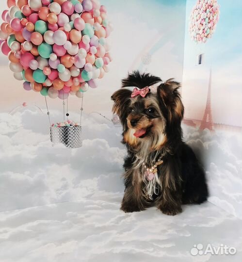 Йоркширский терьер мини девочка