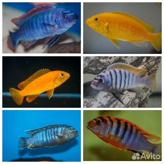 Аквариумные рыбки - цихлиды Малави