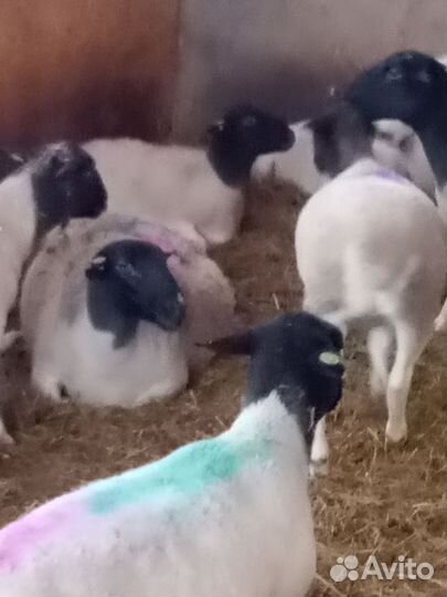 Овцы Дорпер