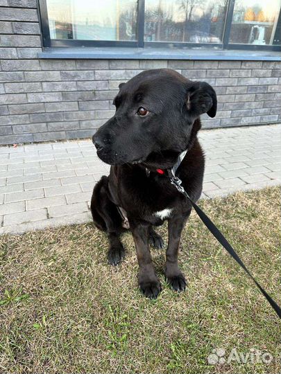 Лабродор (метис)