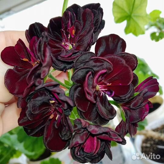 Плющелистная пеларгония / укорененные черенки