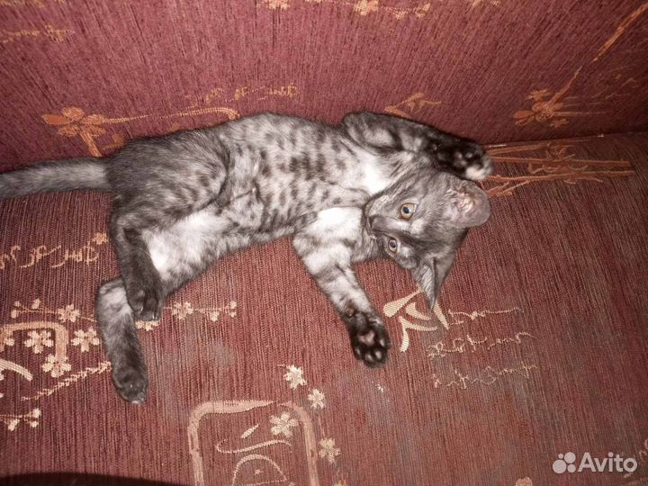 Котик Лео