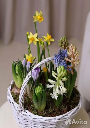 Композиция из первоцветов в корзинке