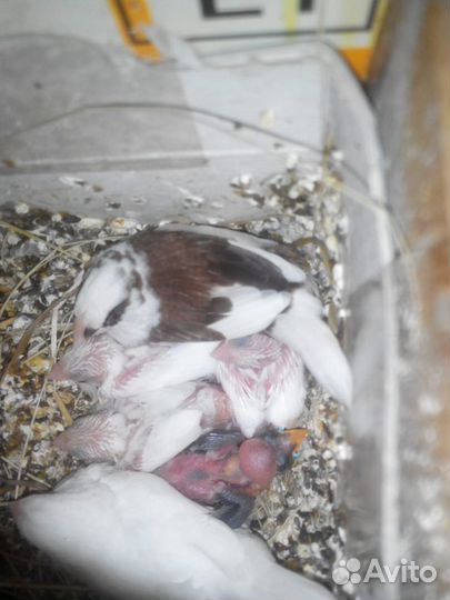 Японские амадины