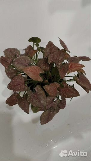 Сингониум малиновый крем