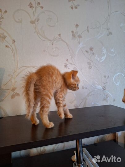 Рыжий котёнок