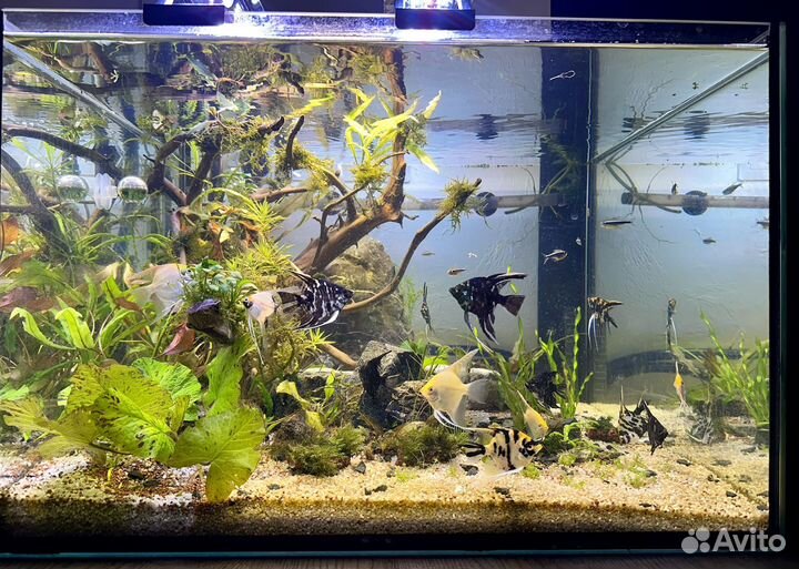 Аквариумы 140,60,40,10л