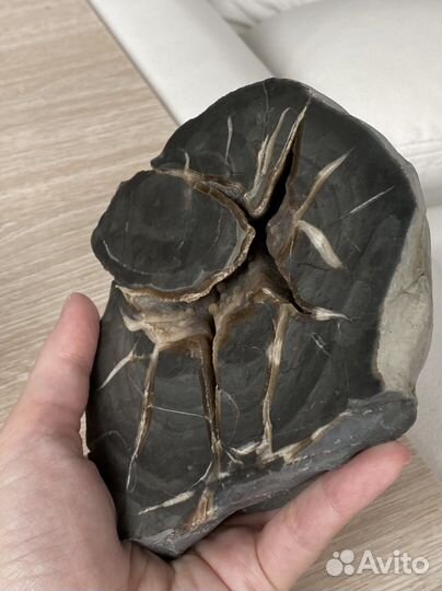 Септария 13*11*4 см срез, минерал природный