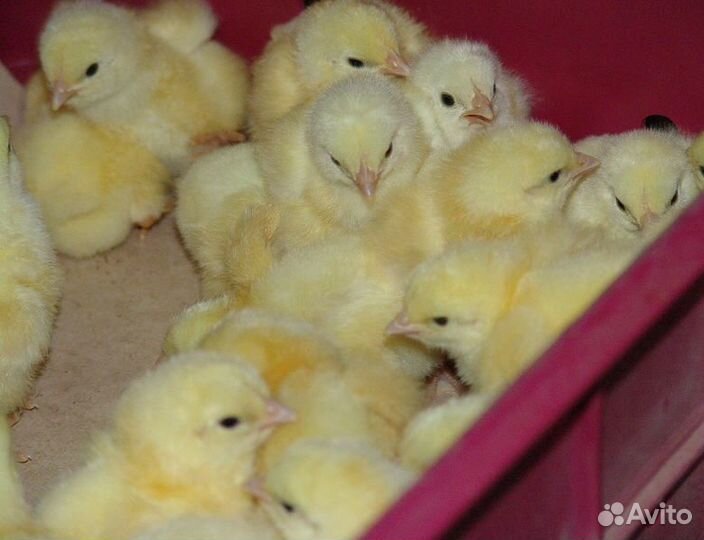 Бройлер кобб 500