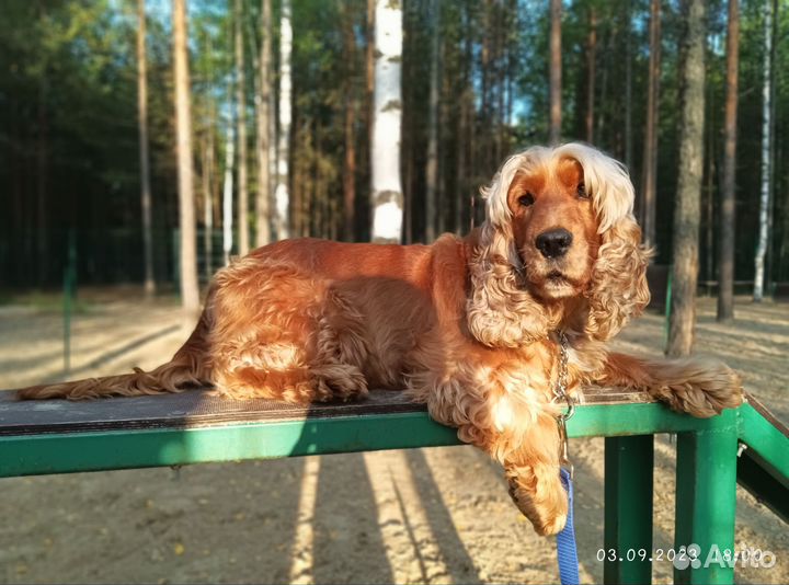 Вязка собаки