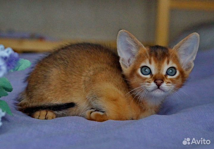 Абиссинские котята с документами