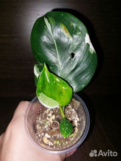 Филодендрон вайт wizard