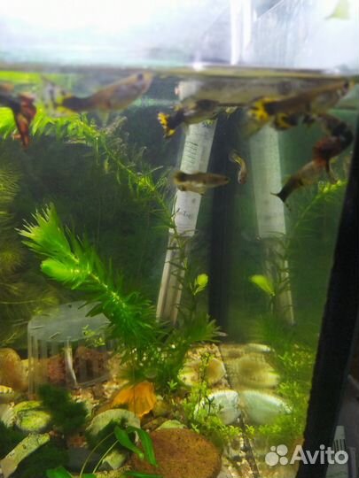 Аквариумные рыбки гуппи