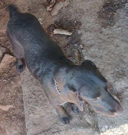 Продается дратхаар