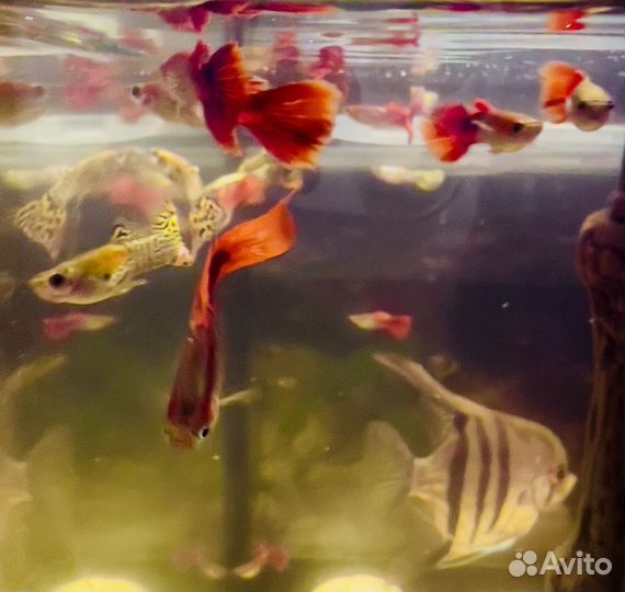 Рыбки гуппи